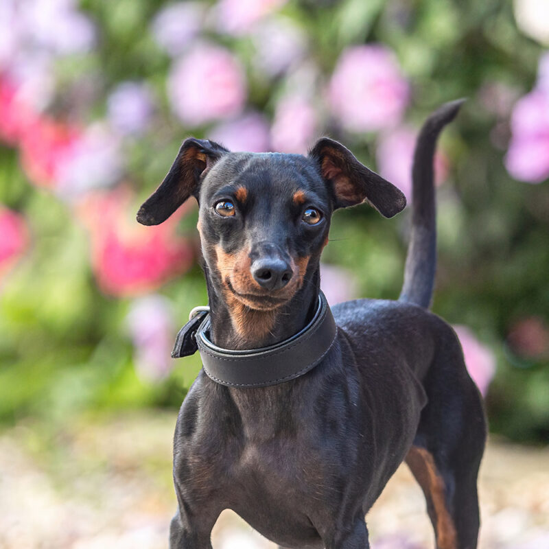Miniature Pinscher Main 5