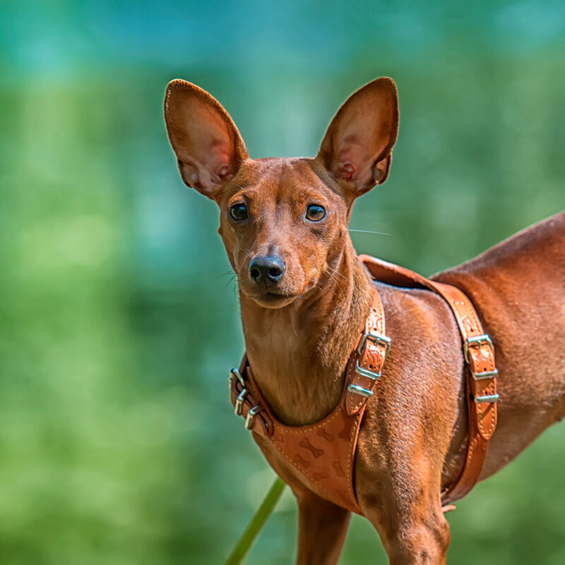 Miniature Pinscher Main 6