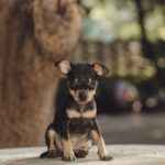 Miniature Pinscher Puppies for Sale