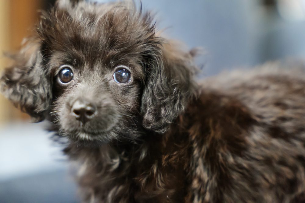 mixed breed puppy close up