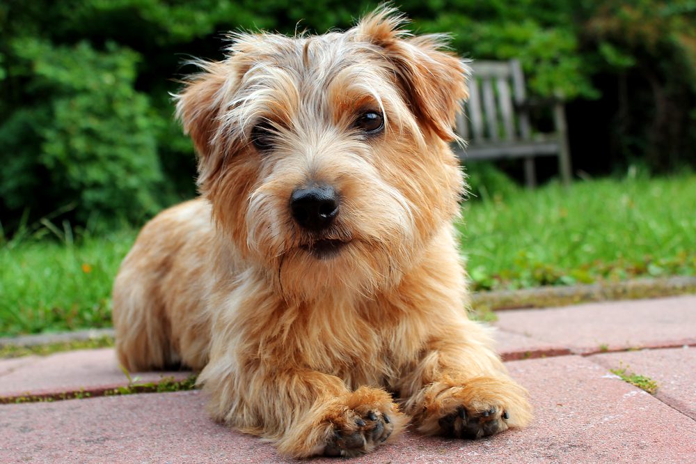 norfolk terrier sitting garden