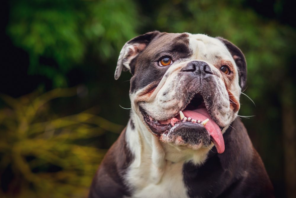 olde english bulldogge tongue out