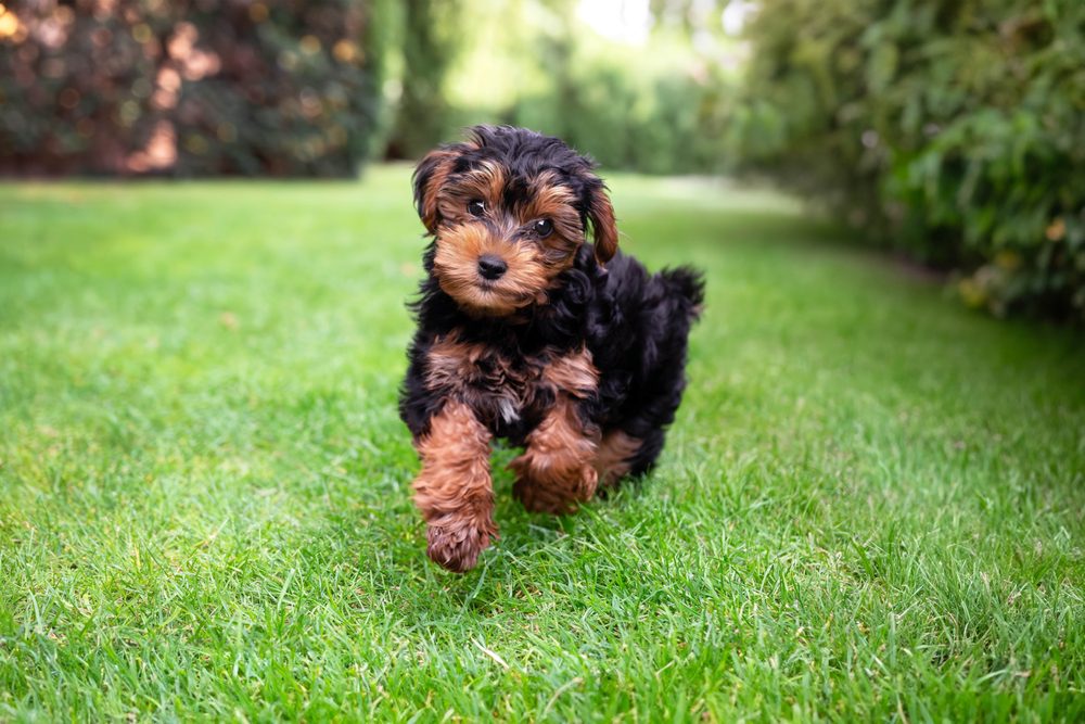 photo of cadoodle puppy