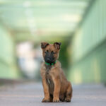 Belgian Malinois