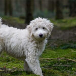 Labradoodle