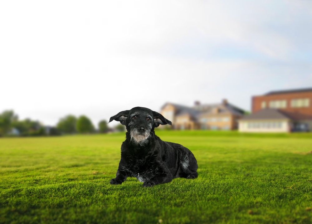 pitbull corgi mix in the grass