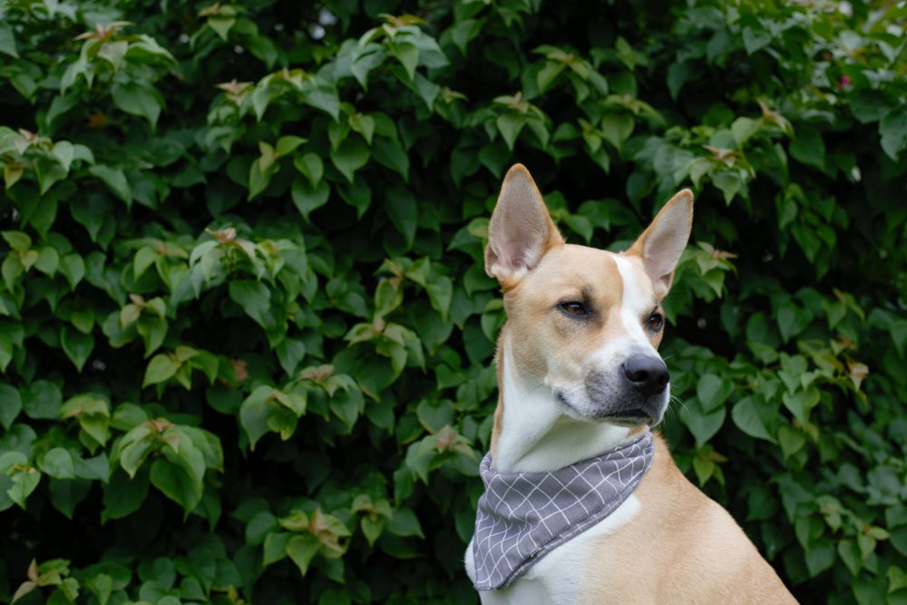 pitbull husky mix outdoors