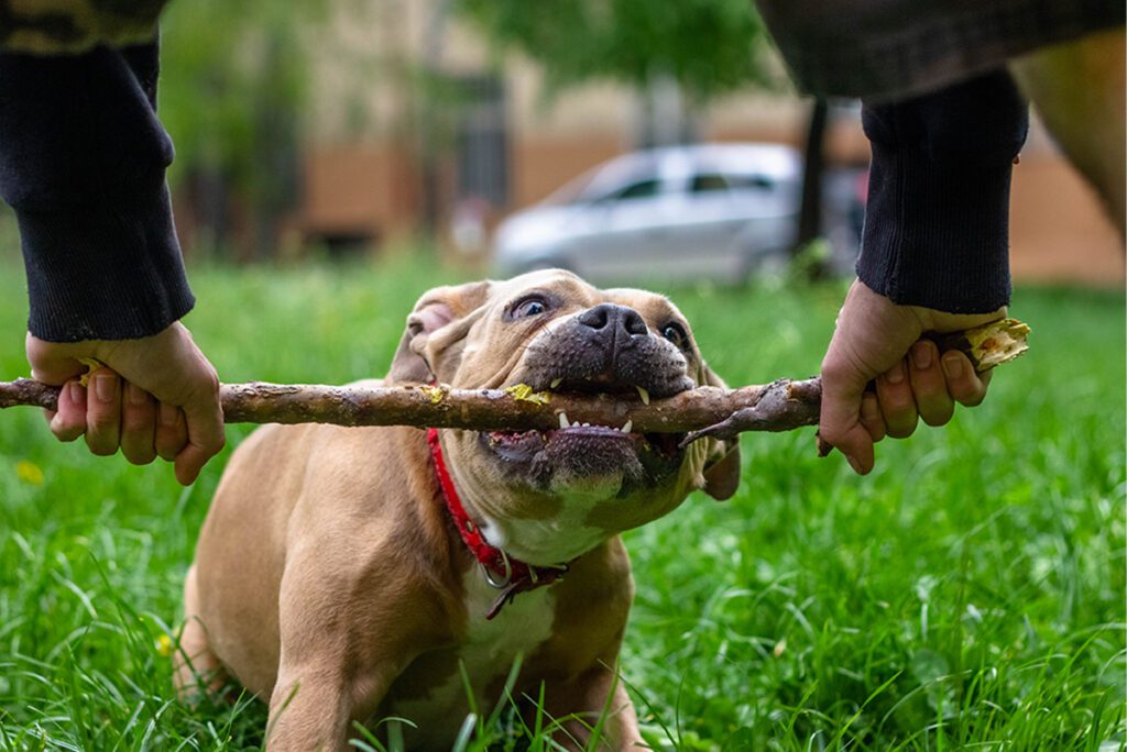 How to Adopt a Pocket Bully in Texas