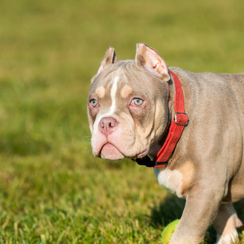 A pocket Lilac color male American Bully puppy dog is walking.