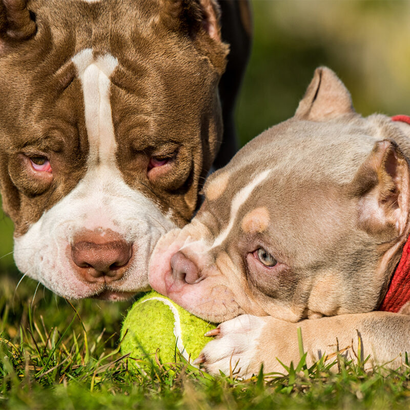 Two American Bully puppies dogs are playing with tennis ball on grass.