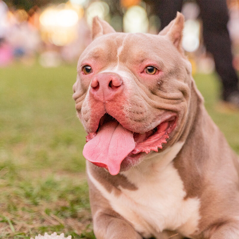 a calm and obedient American Bully sitting peacefully on a vibrant grassy field. Its muscular build and short, glossy coat highlight the breed's strength and elegance