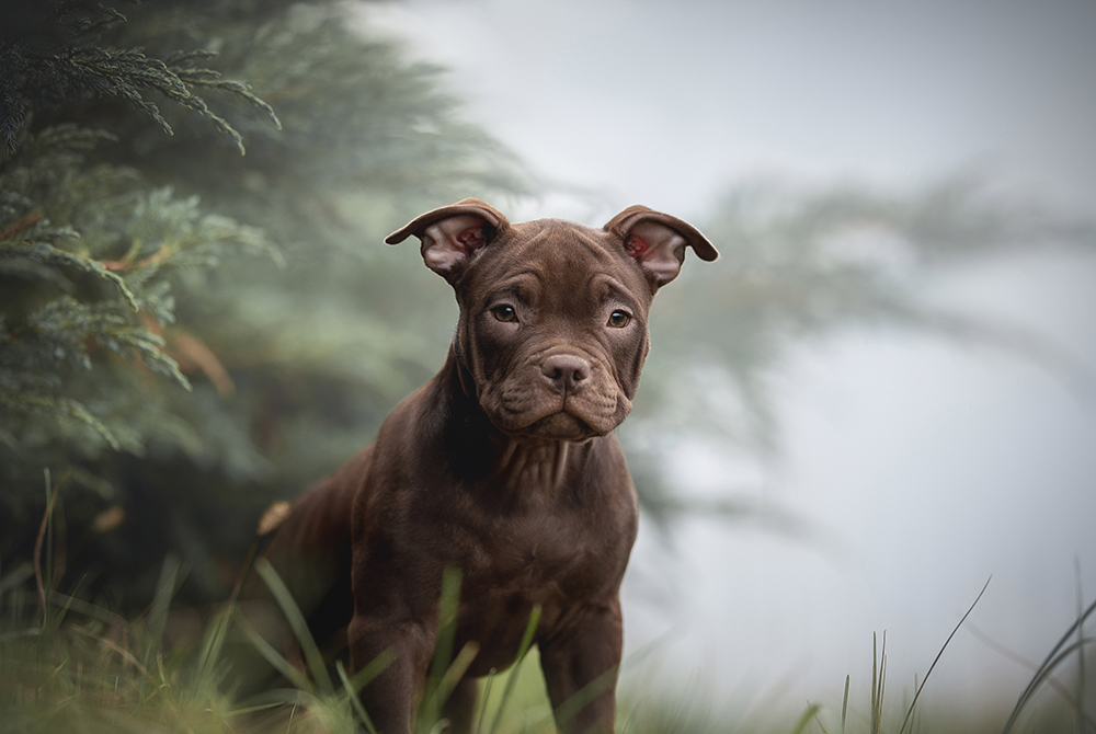 How to Adopt a Pocket Bully