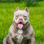 Pocket Bully Puppies for Sale