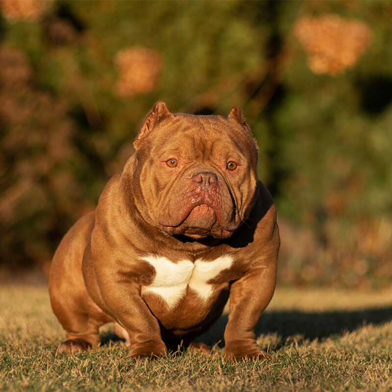 American exot bully sitting on the green grass in the park in the summer