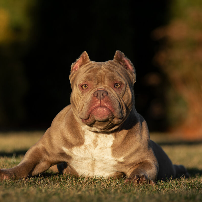 American Bully lies on the green grass in the park in the summer