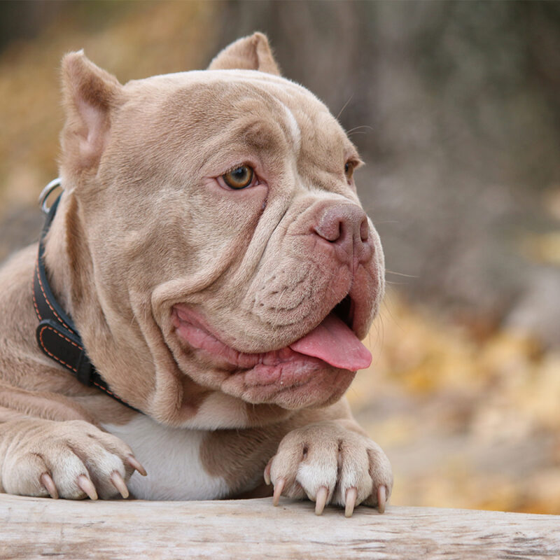 American,Bully,Puppy,Portrait,Lovely