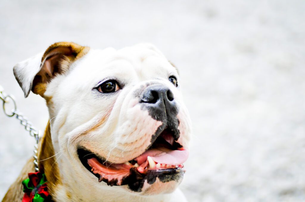 How to Adopt a Pocket Bully in Colorado