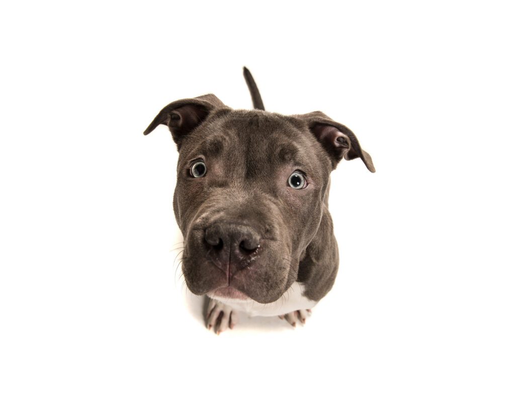 How to Adopt a Pocket Bully in New Jersey