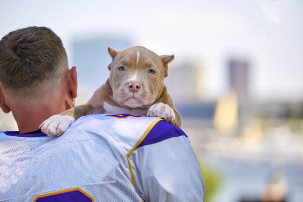 Pocket Pitbull With Football Player