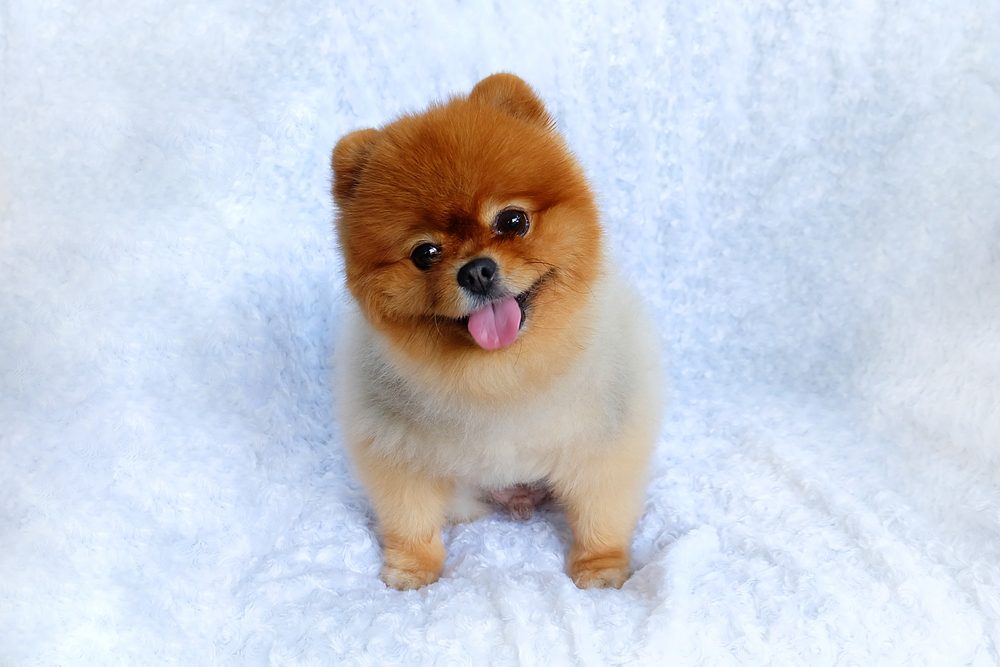 pomeranian chihuahua