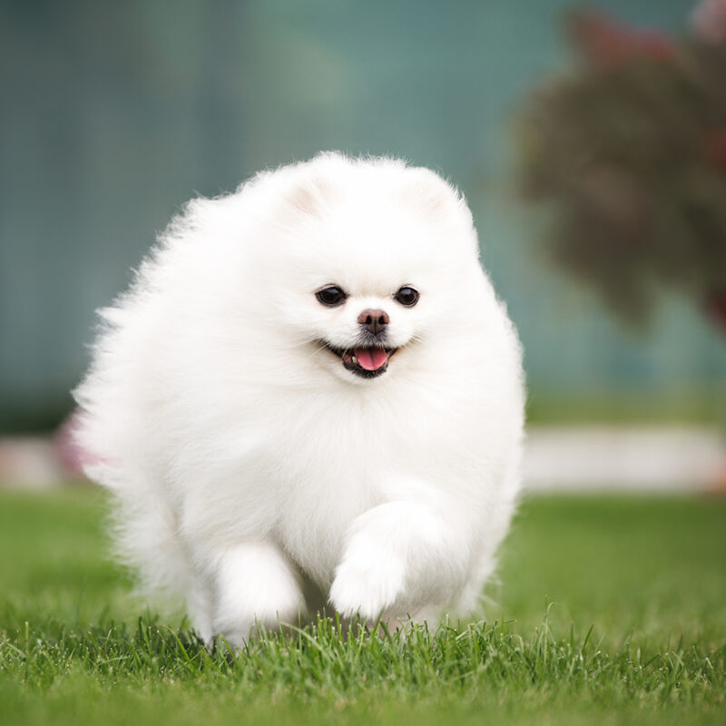 Pomeranian Florida 1