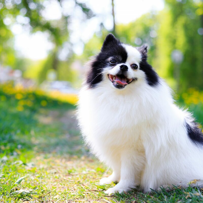 A,Smiling,Pomeranian,Dog,In,The,Grass,.,Black,And