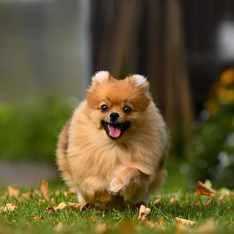 Pomeranian Florida 3