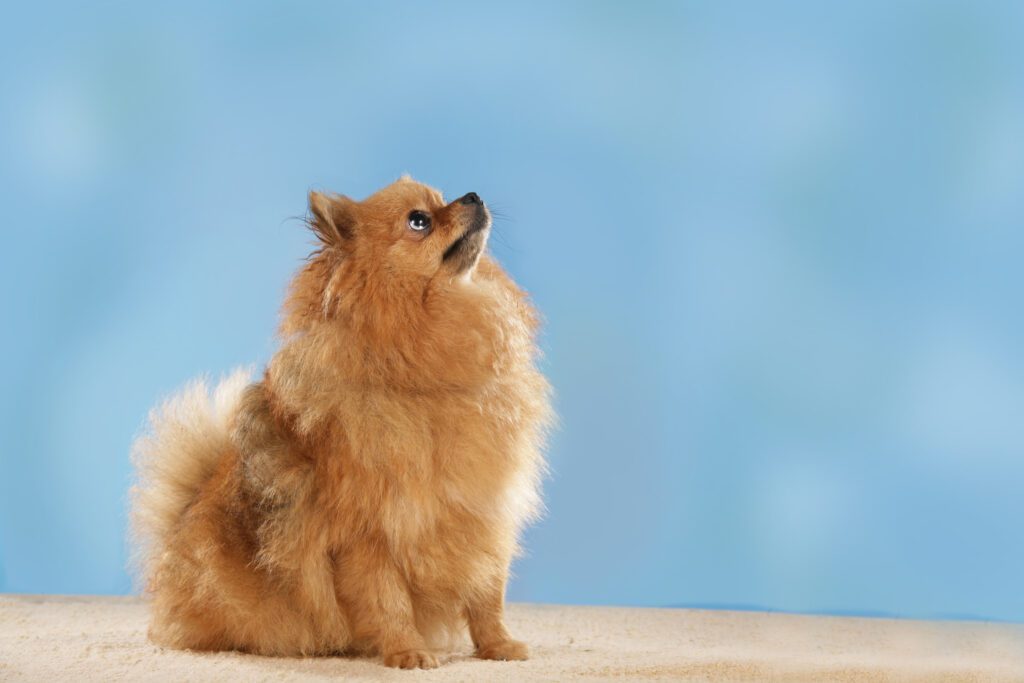 How to Adopt a Pomeranian in Wyoming