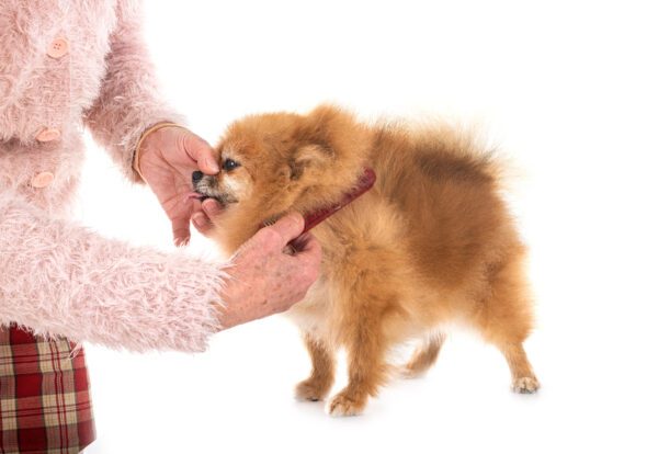 Pomeranian In Front Of White Background