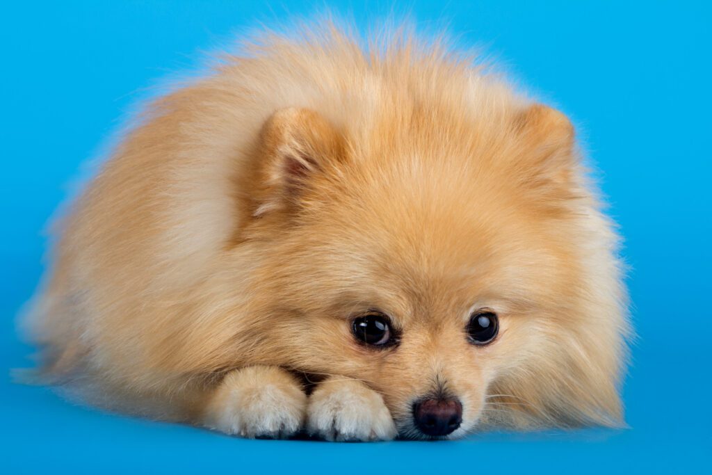 How to Adopt a Pomeranian in Massachusetts