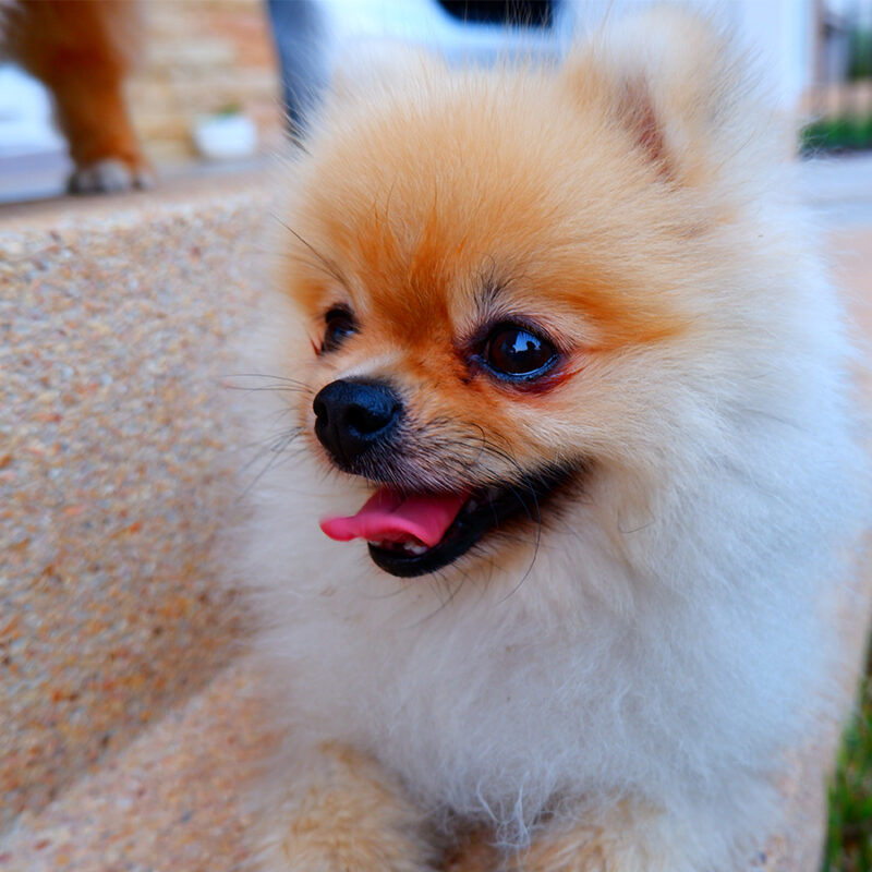 Happy puppy sitting on the stairs