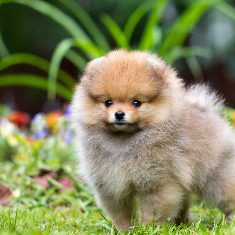 Portrait of a little fluffy Pomeranian puppy