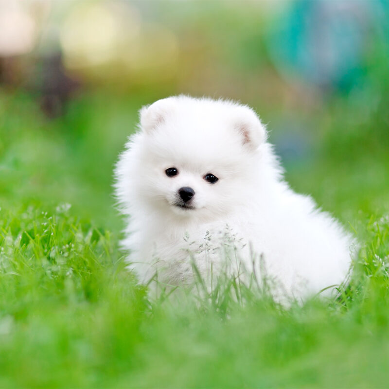 Portrait of a white Pomeranian puppy sitting on the grass and looking at the camera