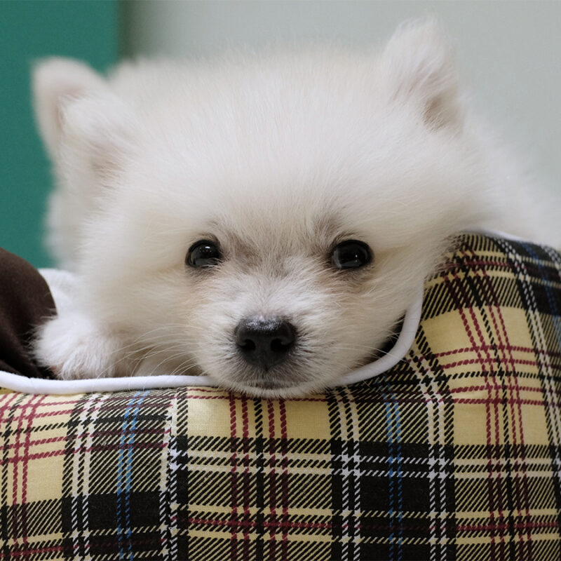 Pomeranian puppy on bed