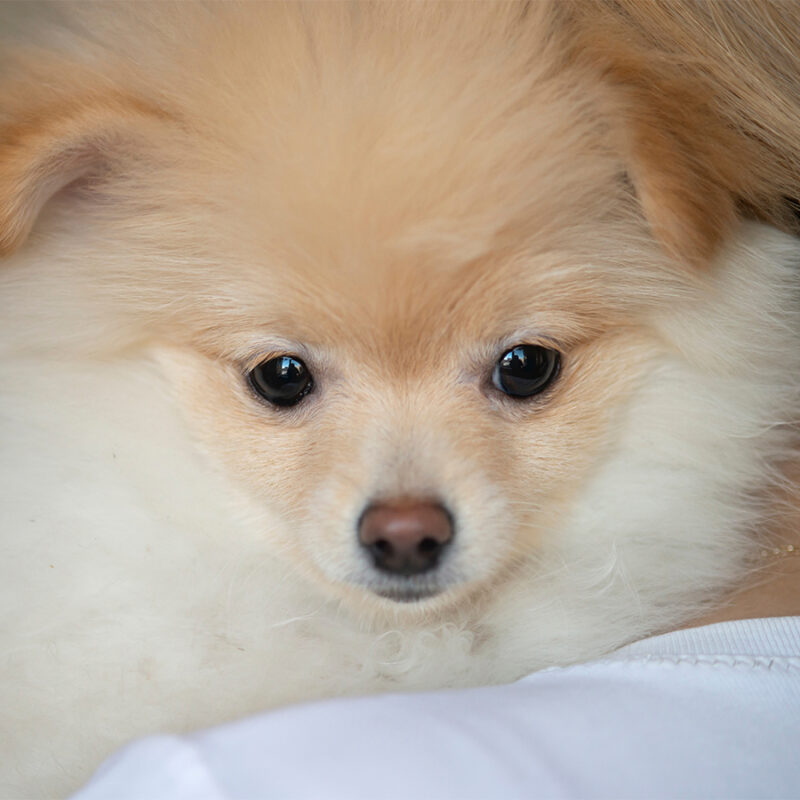 close-up shot of beautiful Pomeranian dog