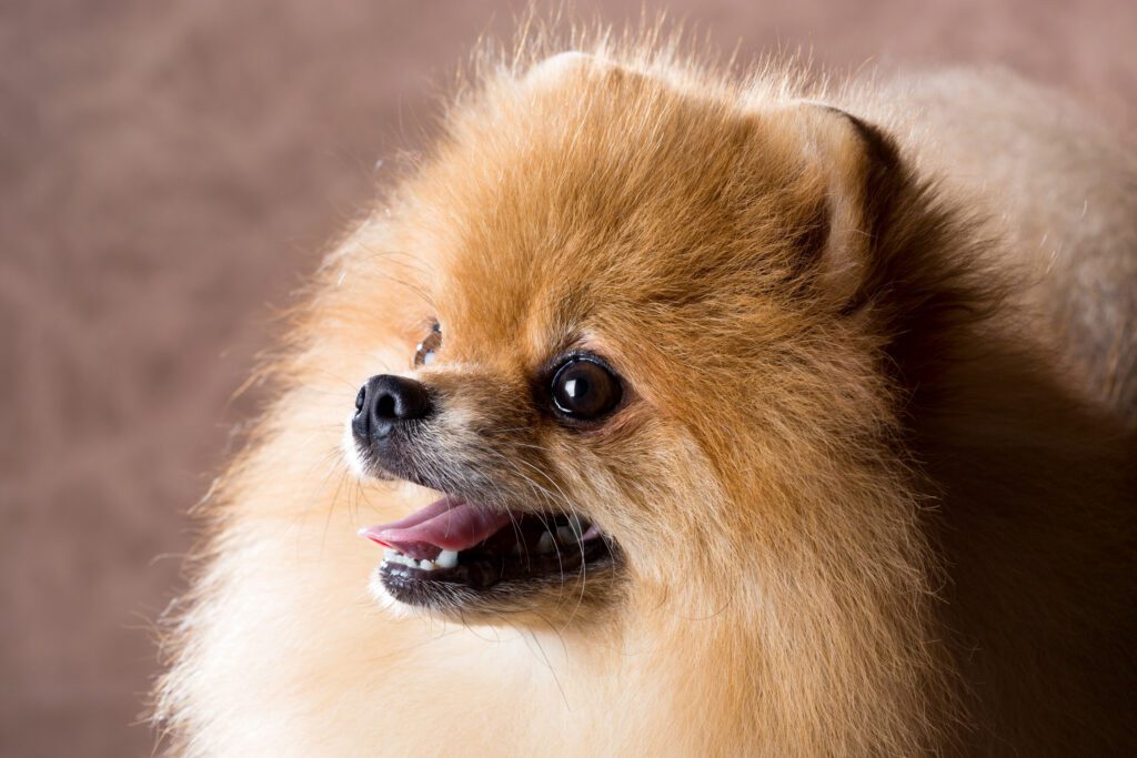 How to Adopt a Pomeranian in Iowa