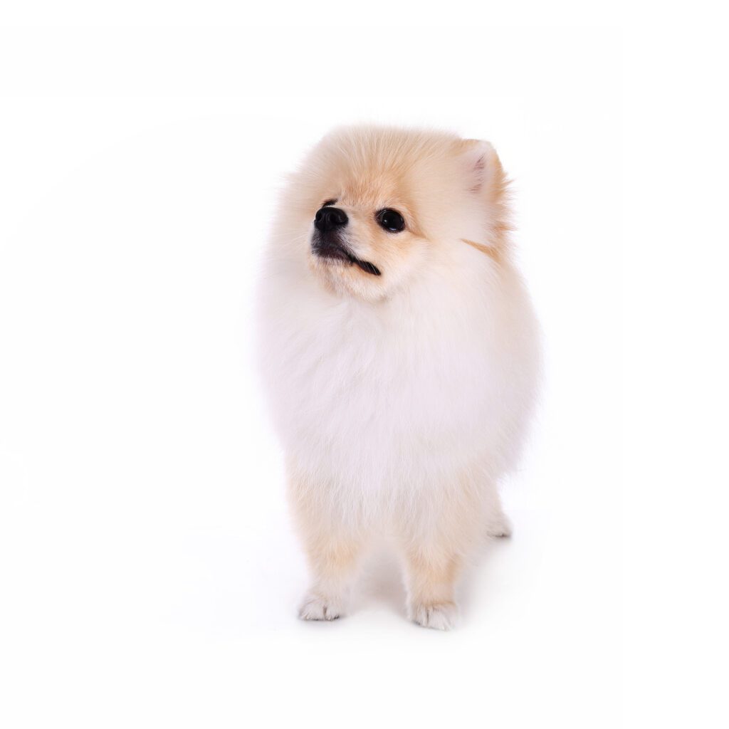 How to Adopt a Pomeranian in Pennsylvania