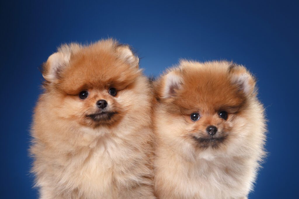 How to Adopt a Pomeranian in New York