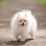 Pomeranian Puppies for Sale