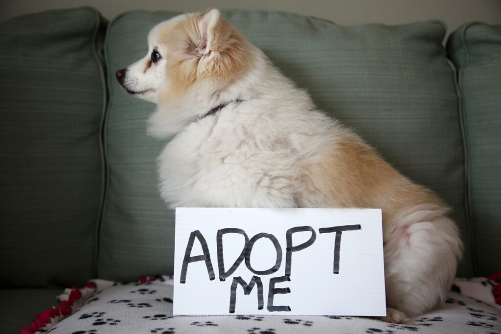 How to Adopt a Pomeranian in Florida
