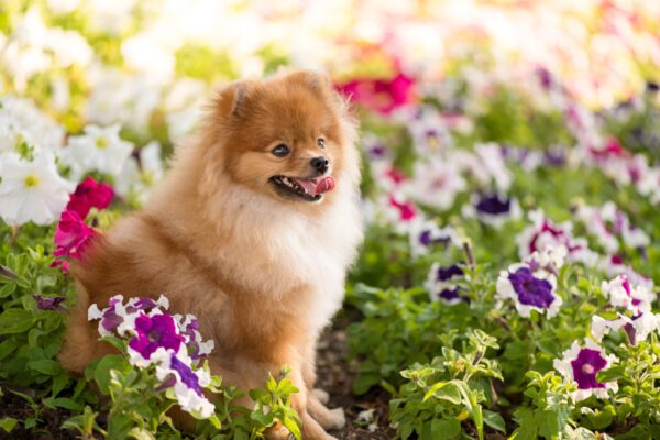Pomeranian Sitting Happy Among The Flowers Of Petunia