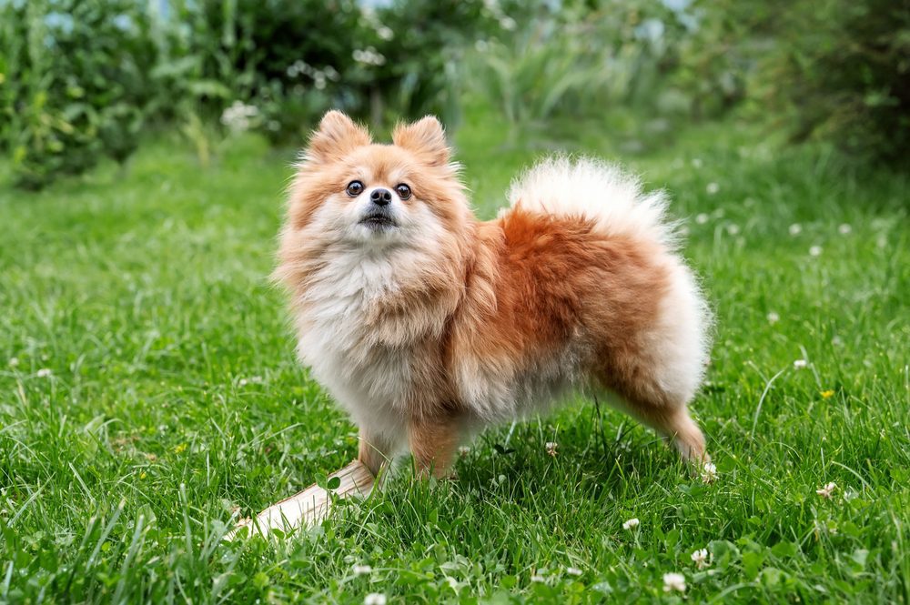 pomeranian standing in grass