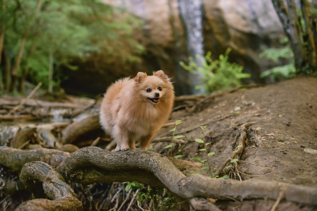 Pomeranian Stands On A Snag Waterfall