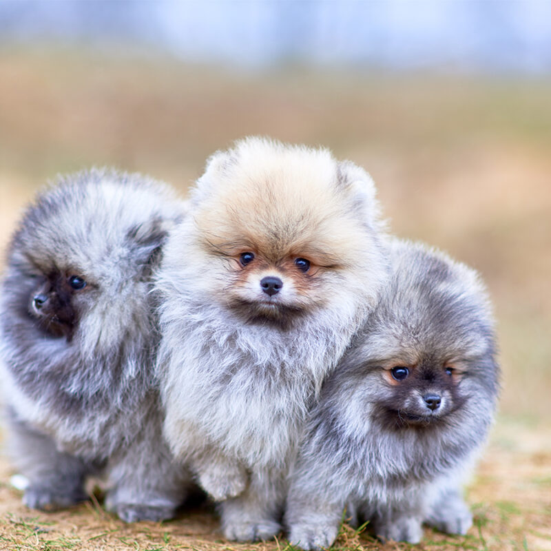 Small Pomeranian puppies frolic in the meadow
