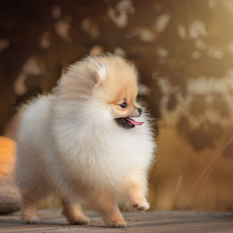 very cute Pomeranian puppy sunny cute photo of puppy on the first walk in the park