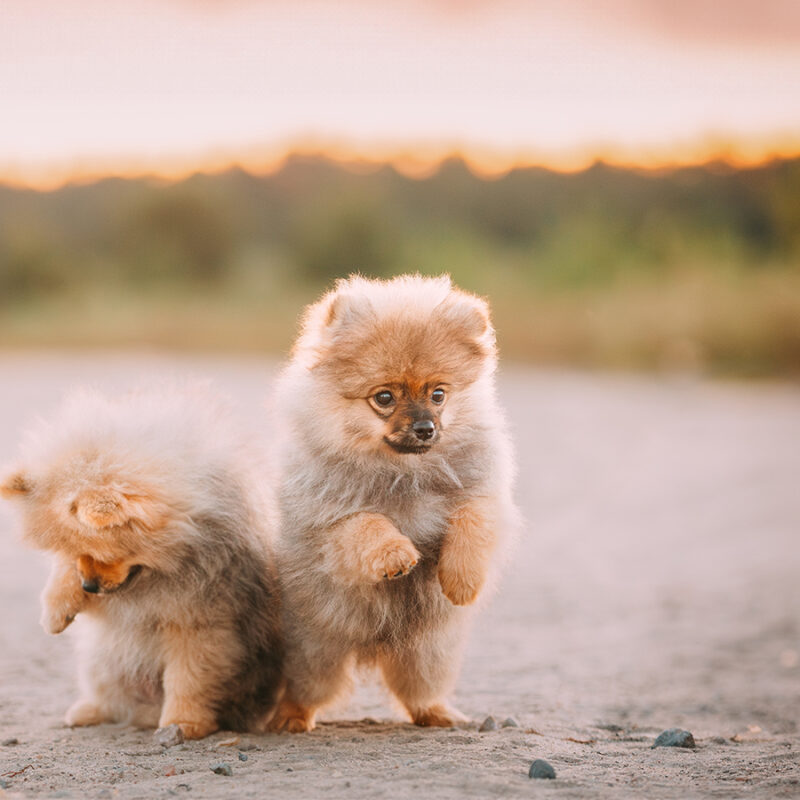 Two Young Happy Playful Puppies Pomeranian Spitz Dog Play Together Outdoor In Sandy Countryside Road.