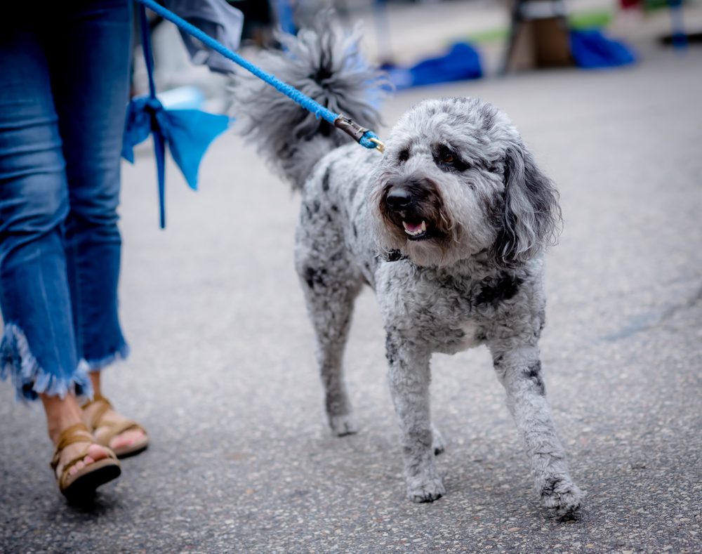 poodle mix leash walking