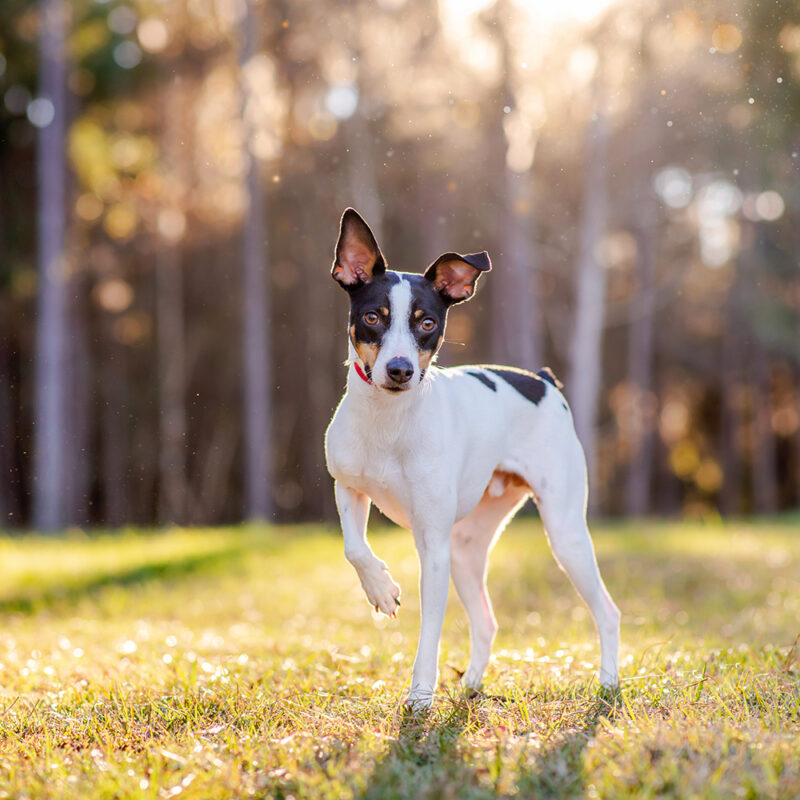 Rat Terrier Main 1