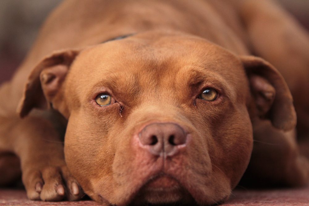 red nose pitbull lying down closeup