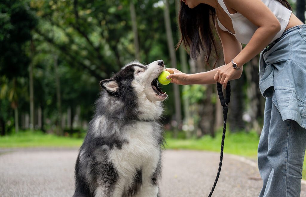 How to Adopt a Husky in Florida